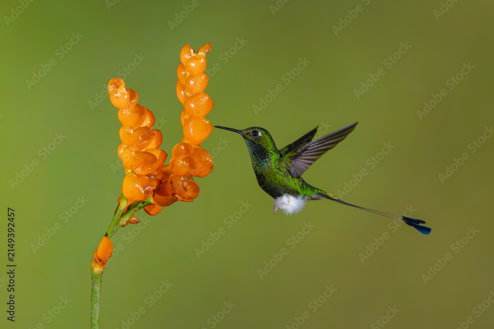 Obraz premium Male white-booted racket-tail hovers by orange flowers