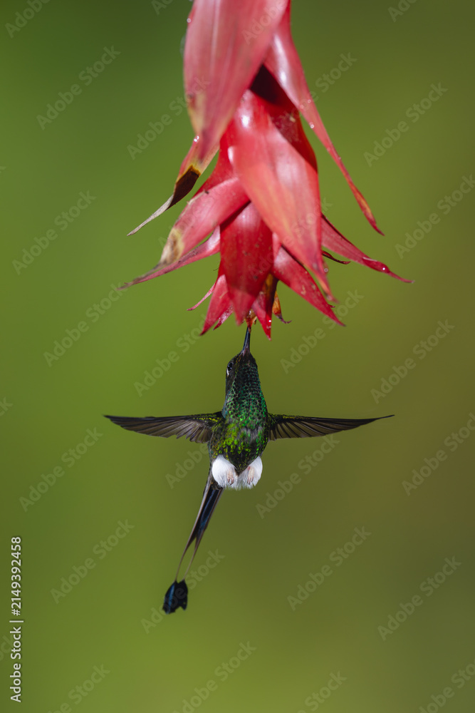 Obraz premium Male white-booted racket-tail hovers drinking beneath flower