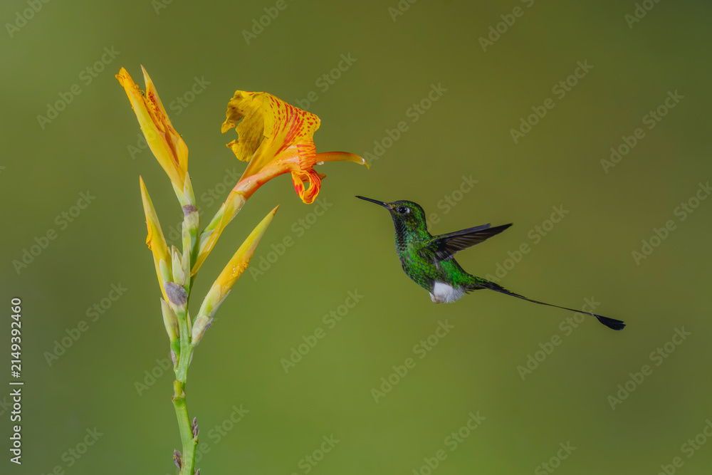 Naklejka premium Male white-booted racket-tail hovers by canna lily
