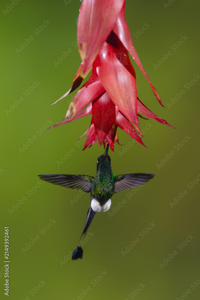 Naklejka premium Male white-booted racket-tail hovers drinking below flower