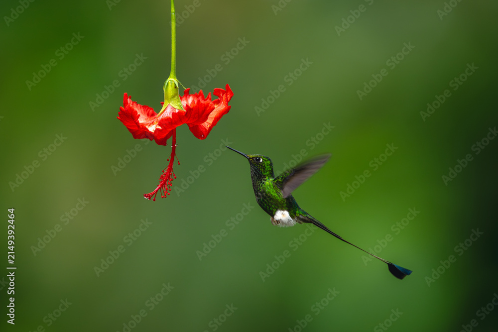 Naklejka premium Male white-booted racket-tail hovers by red flower
