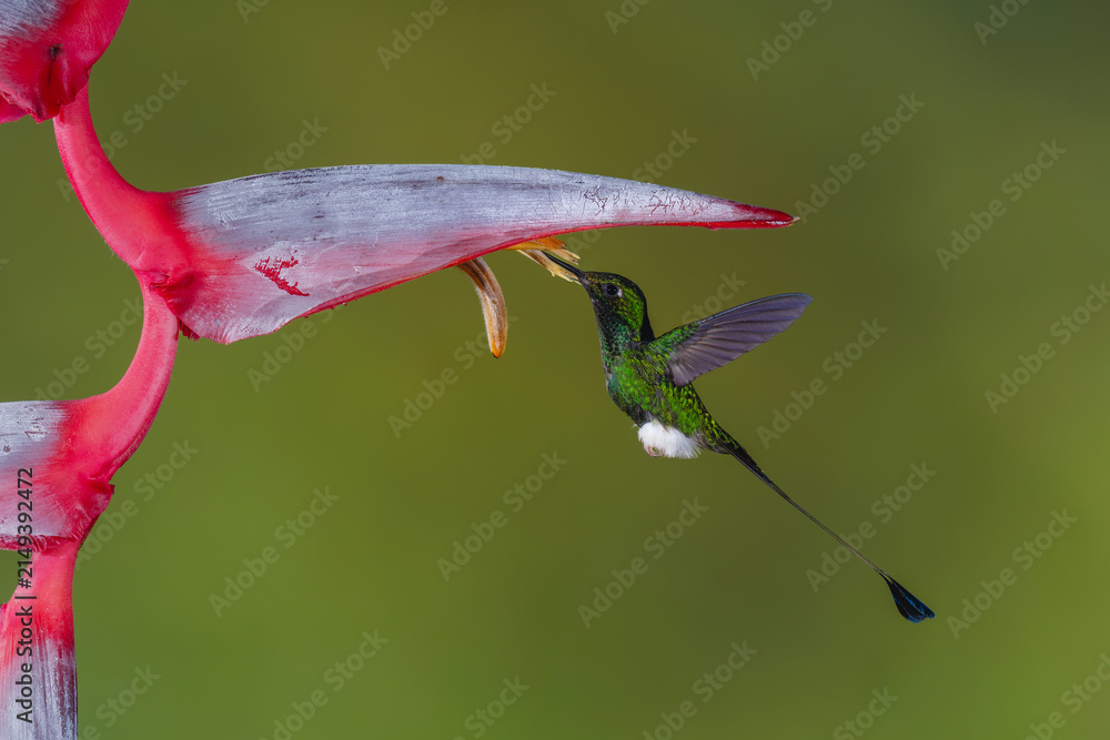 Obraz premium Male white-booted racket-tail hovers drinking from heliconia