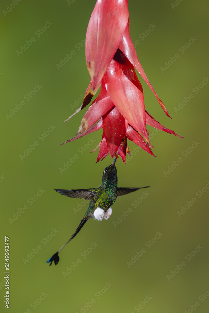 Naklejka premium Male white-booted racket-tail hovers drinking under flower