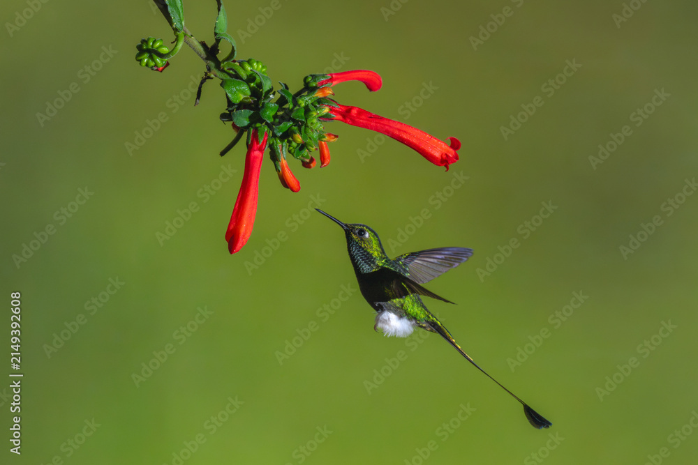 Naklejka premium Male white-booted racket-tail hovers under Cape fuchsia