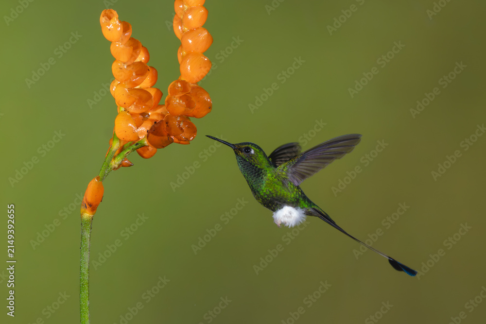 Obraz premium Male white-booted racket-tail hovers near orange flowers