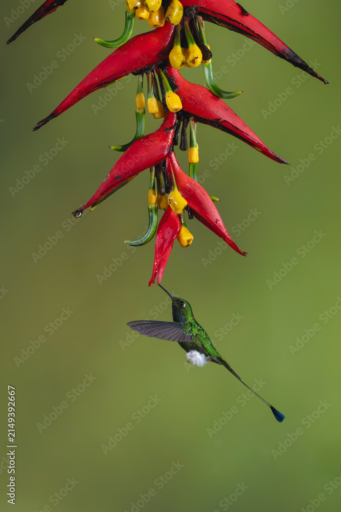 Obraz premium Male white-booted racket-tail hovers under heliconia drinking