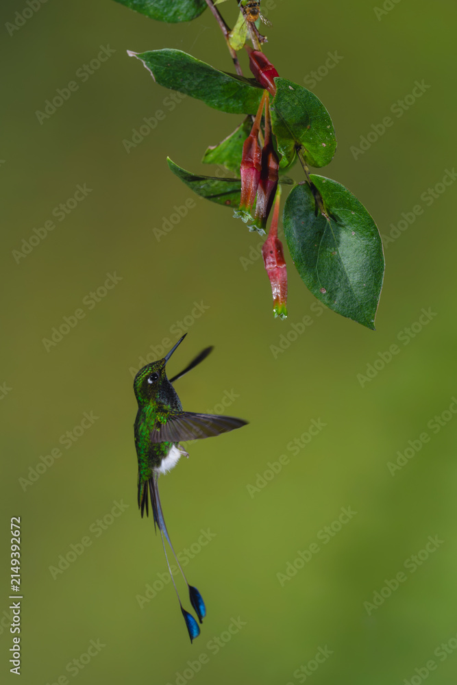 Naklejka premium Male white-booted racket-tail hovers under red fuchsia