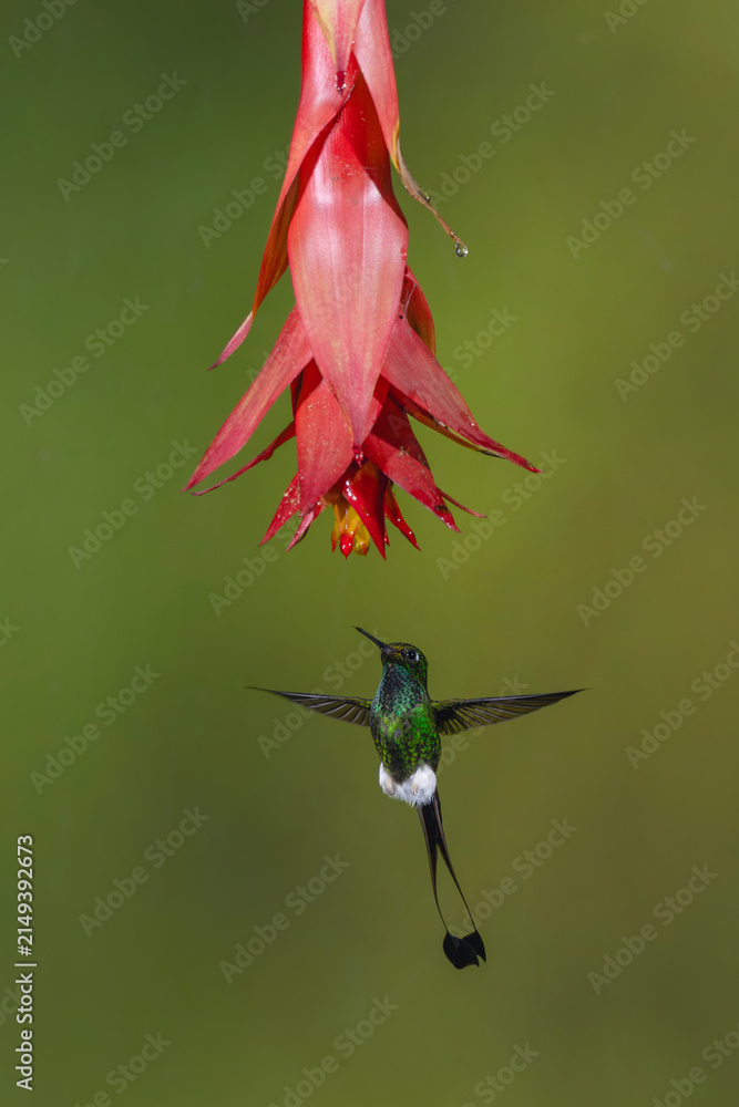 Obraz premium Male white-booted racket-tail hovers under red flower