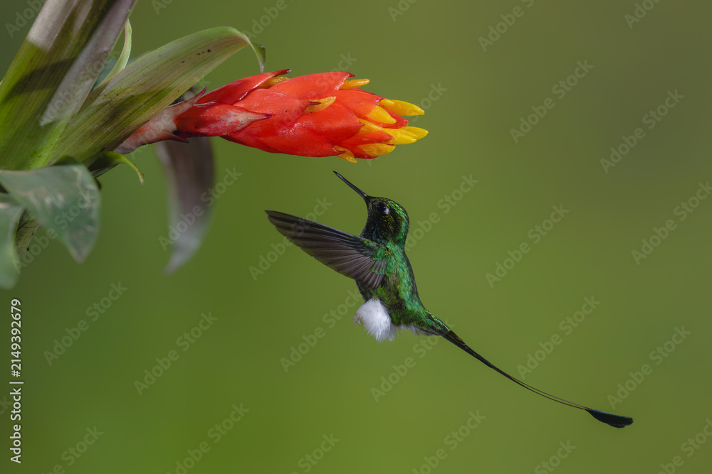 Obraz premium Male white-booted racket-tail hovers under red-and-yellow flower
