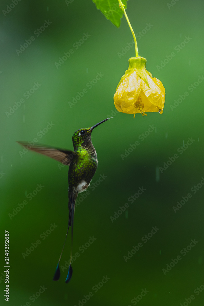 Obraz premium Male white-booted racket-tail hovers under yellow flower