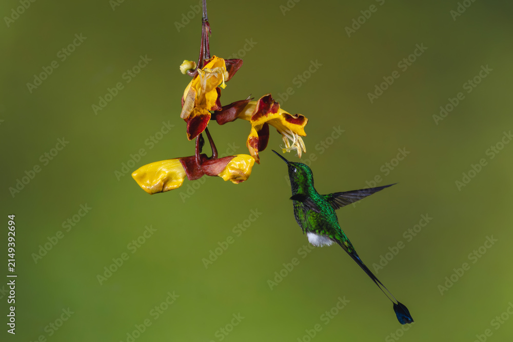 Obraz premium Male white-booted racket-tail hovers underneath Mysore trumpetvine