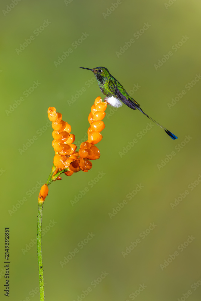 Obraz premium Male white-booted racket-tail in profile on flower