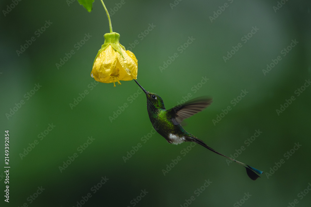 Obraz premium Male white-booted racket-tail hovers underneath yellow flower