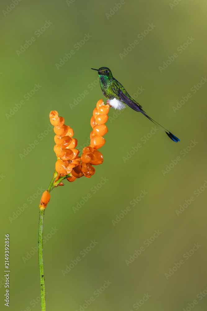 Obraz premium Male white-booted racket-tail turns head on flower
