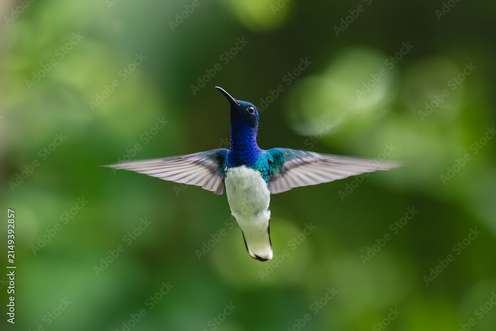 Obraz premium Male white-necked jacobin hovers against bokeh background