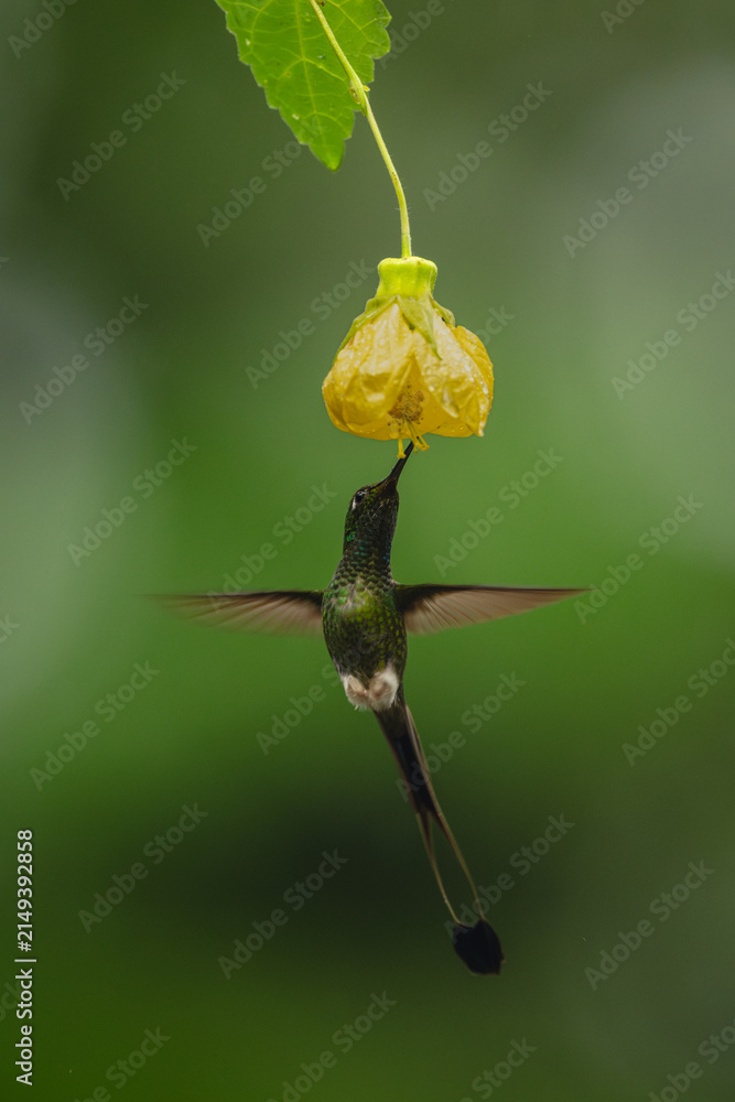 Obraz premium Male white-booted racket-tail under yellow flower drinking