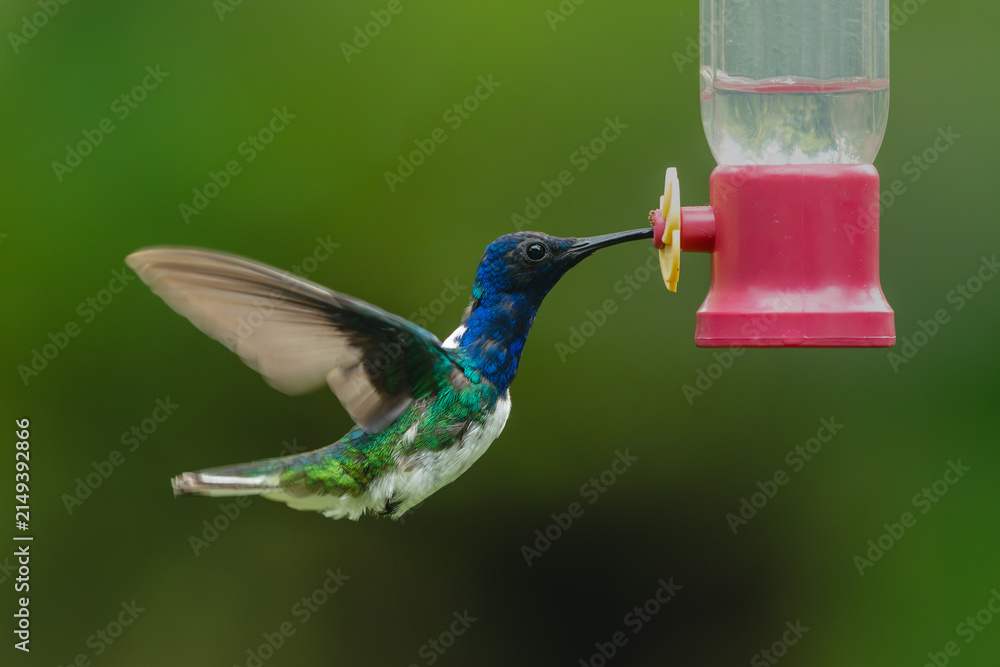 Obraz premium Male white-necked jacobin hovers at feeder drinking