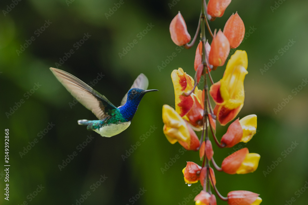 Obraz premium Male white-necked jacobin hovers by red-and-yellow flowers