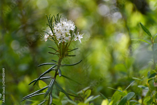 White flowering wild rosemary, Rhododendron tomentosum, growing in lush vegetation in the northern Swedish boreal forest.
