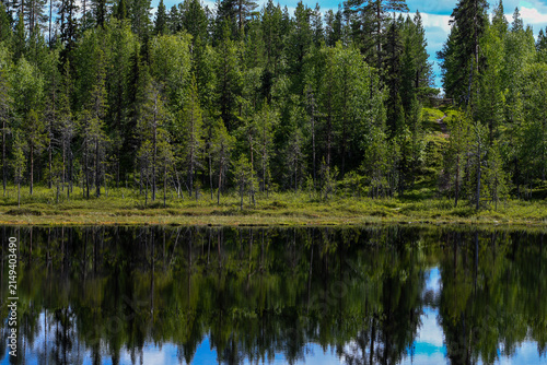 Calm forest lake reflecting dense pine and birch woodland on a sunny summer day in northern Sweden.