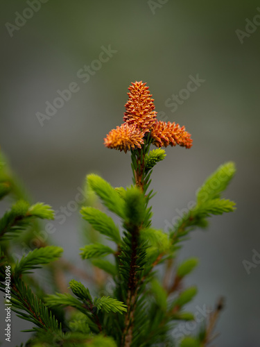 Close-up of young Norway spruce shoots with orange-brown male pollen cones against a soft natural background.