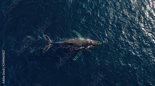 Aerial view of humpback whale swimming in blue ocean