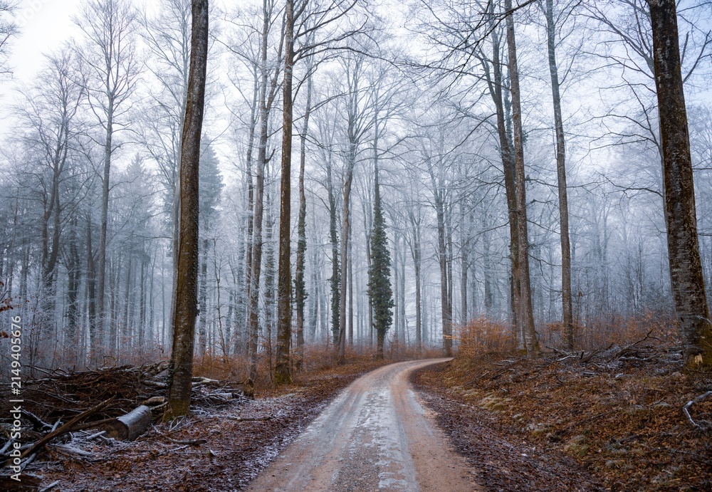 Fototapeta premium A quiet dirt road winds through a foggy winter forest