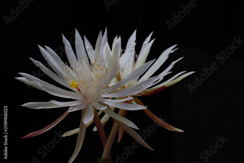White Night Blooming Cactus Flower on Black Background