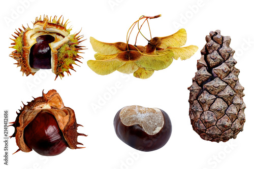 Cuadro en lienzo Set of autumn tree seeds including horse chestnuts in spiky husks, winged maple samaras, peeled conker, and pine cone