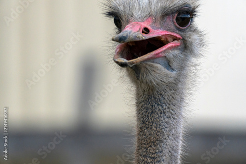 Fotografie Ostrich with an open beak in a farm setting during the day