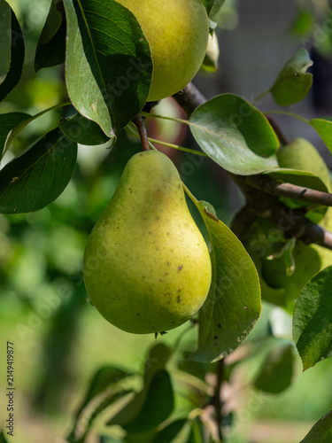 Capture the juicy, ripe pears and apples in your photos. Learn about the health benefits of these vitamin‑rich fruits.