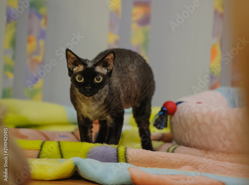 Fotografía Curly Black Devon Rex Cat in Apartment
