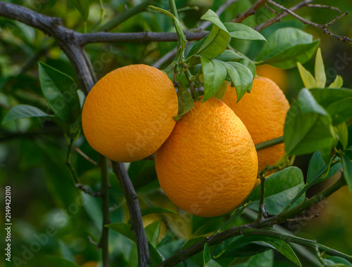 Ripe oranges hanging from lush green branches under soft sunlight in an orchard