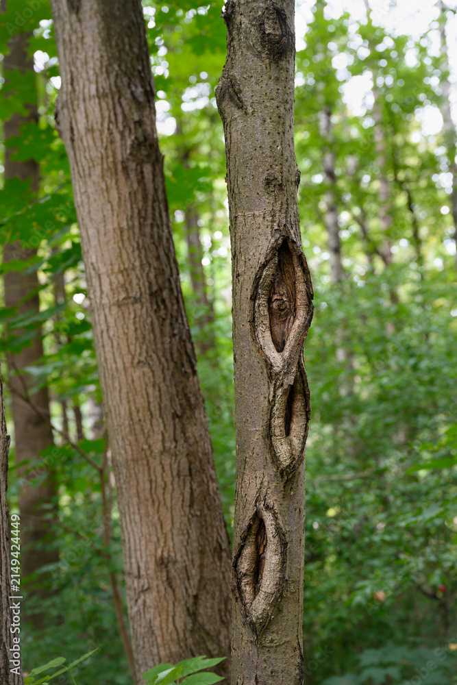 Fototapeta premium A tree trunk in the forest with oval patterns of open bark