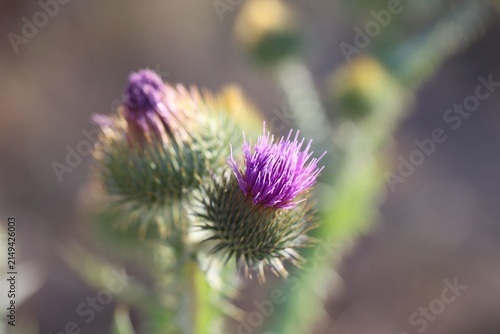 Принти на полотні Beautiful thistles plant growing against blurred background, closeup