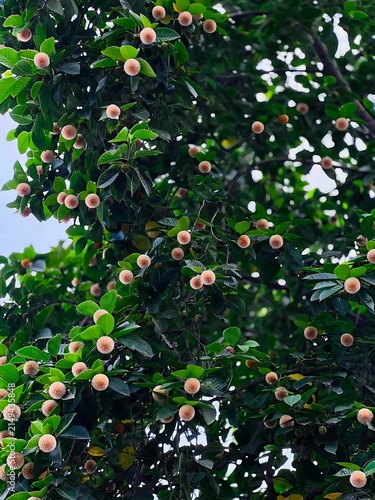 A lush green tree filled with many small round fruits hanging from the branches in a garden