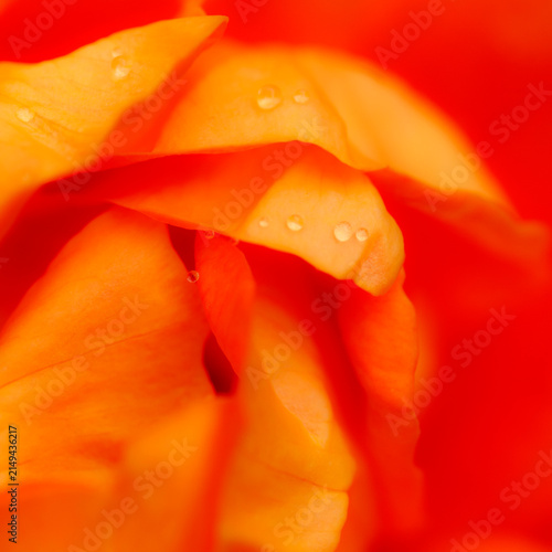 Beautiful abstract flower background