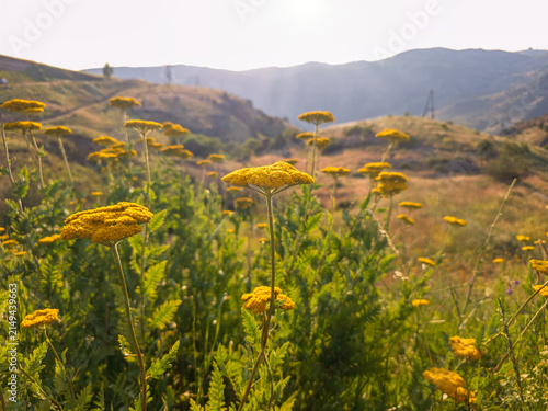Field of yarrow in golden afternoon light