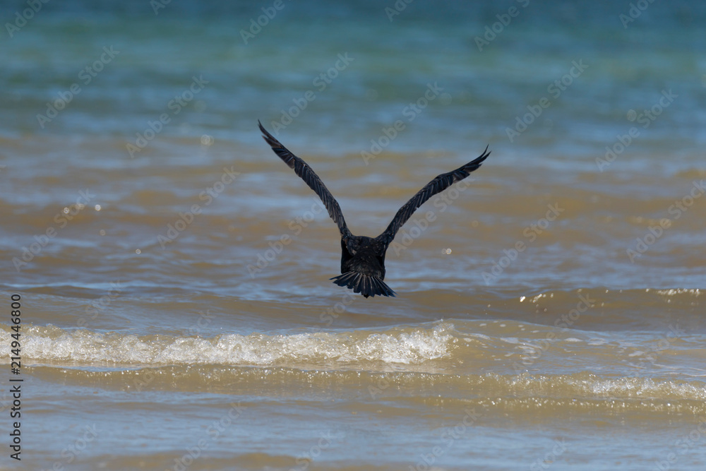 Fototapeta premium Langrune-Sur-Mer, France - 08 07 2026: View a black cormorant standing by the sea