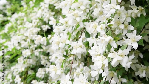  beautiful bright jasmine blossoming at cloudy day. macro floral background