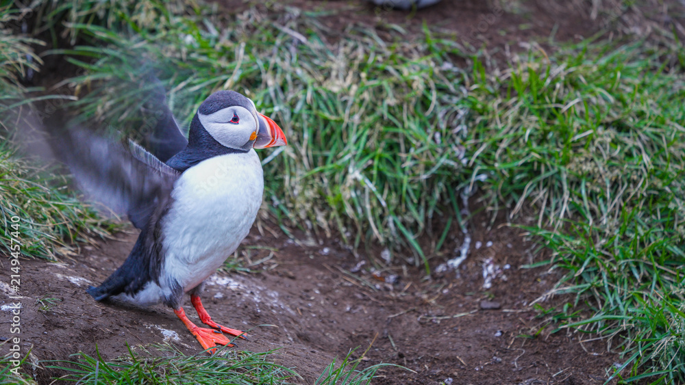 Obraz premium An Atlantic puffin stands on a grassy cliff with open wings in Borgarfjordur Eystri, Iceland.