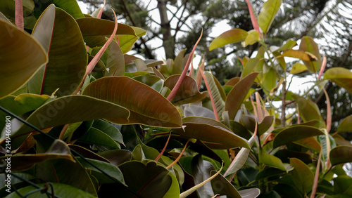 Foto Ficus elastica Outdoor Foliage — Rubber Plant Large Glossy Leaves with Red Petio