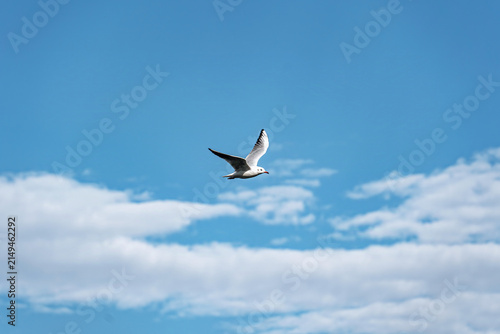 Flying Seagull in Blue Sky with White Clouds