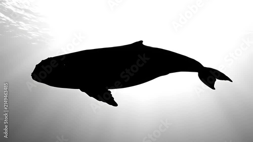 Silhouette of whale swimming in deep ocean against surface light