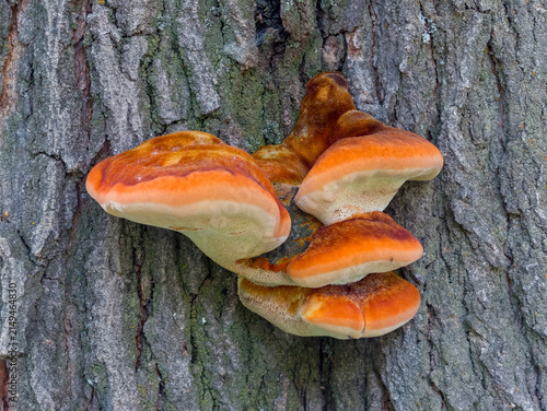 Quadro su tela Close-up of orange-brown shelf fungus on gray tree bark