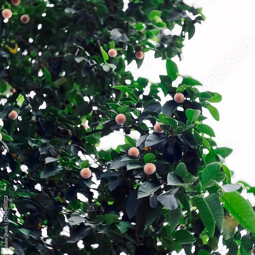 Low angle view of a lush green tree with small round fruits hanging from the branches