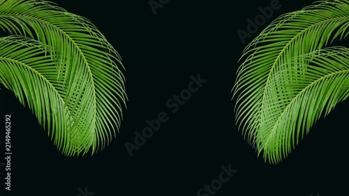 Green palm leaves swaying gently in smooth motion video footage animation