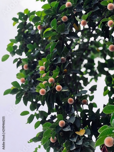 A close up view of a lush green shrub covered in small round pinkish red berries