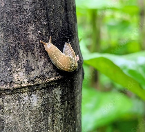 A small brown slug crawling slowly up the textured bark of a tree in a lush green forest