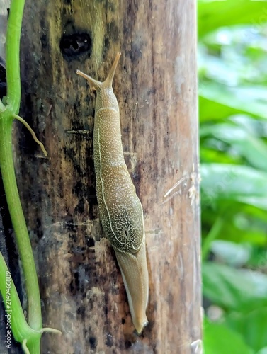 Macro brown slug on wood texture with green foliage background